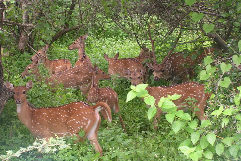 Sri Lanka, Yala National Park